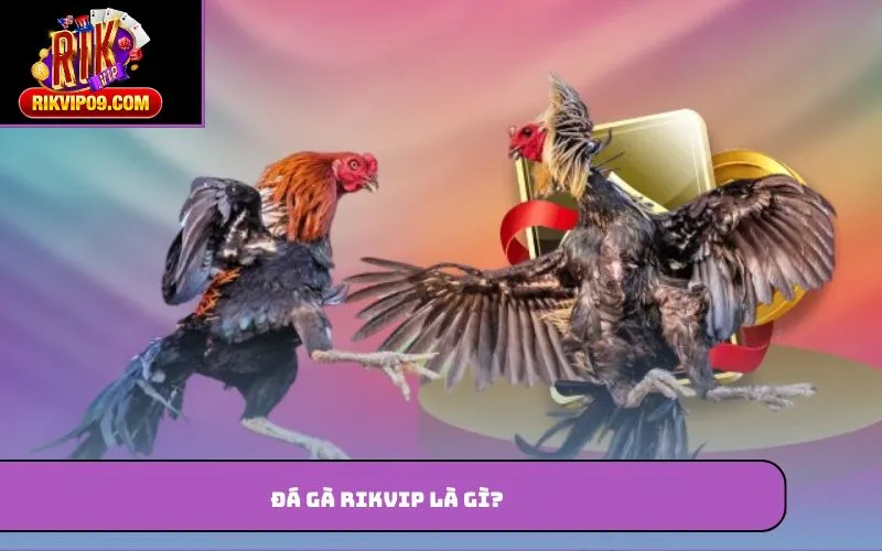 Đá gà Rikvip là gì?