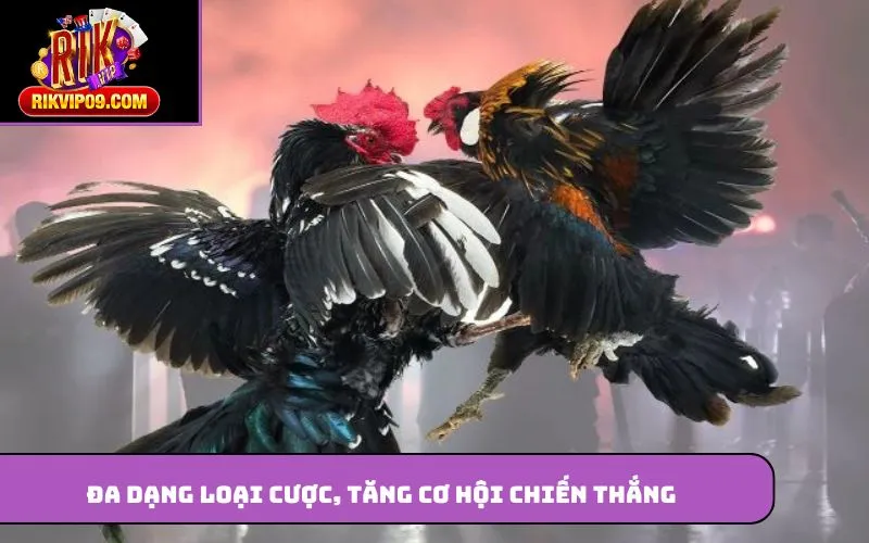 Đa dạng loại cược, tăng cơ hội chiến thắng