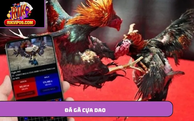 Đá gà cựa dao