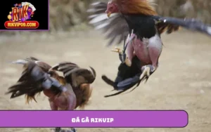 Đá gà Rikvip