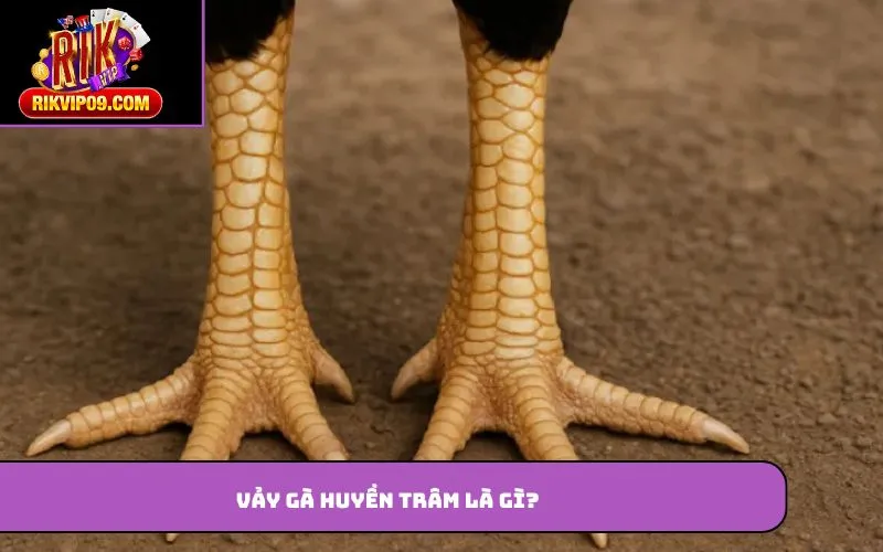 Vảy gà huyền trâm là gì?