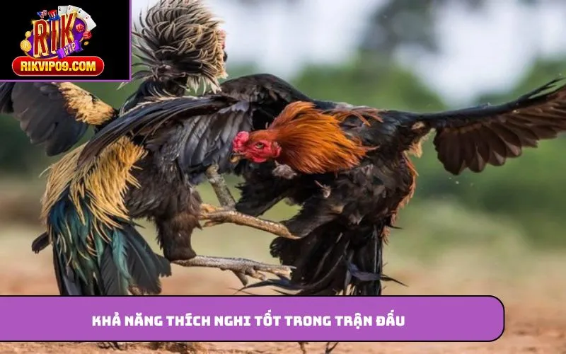 Khả năng thích nghi tốt trong trận đấu