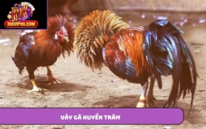 Vảy gà huyền trâm