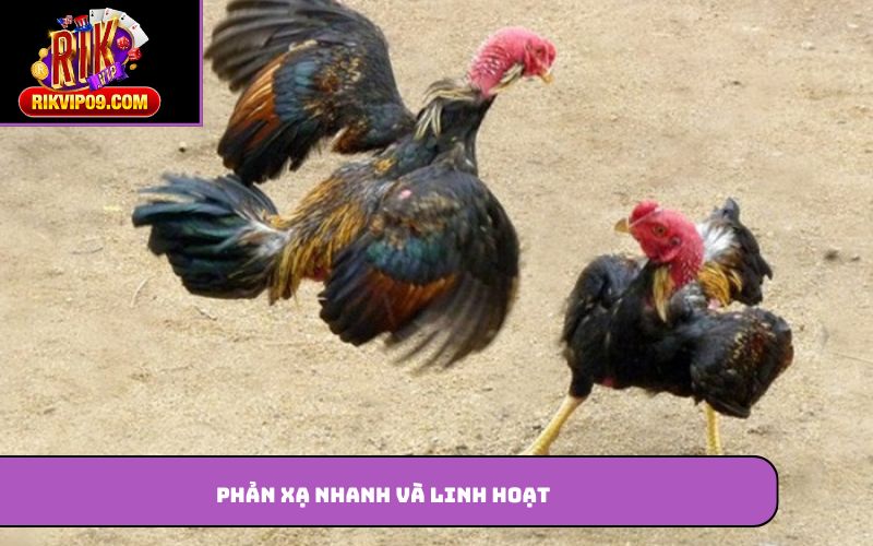 Phản xạ nhanh và linh hoạt